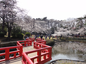 春の岩槻公園